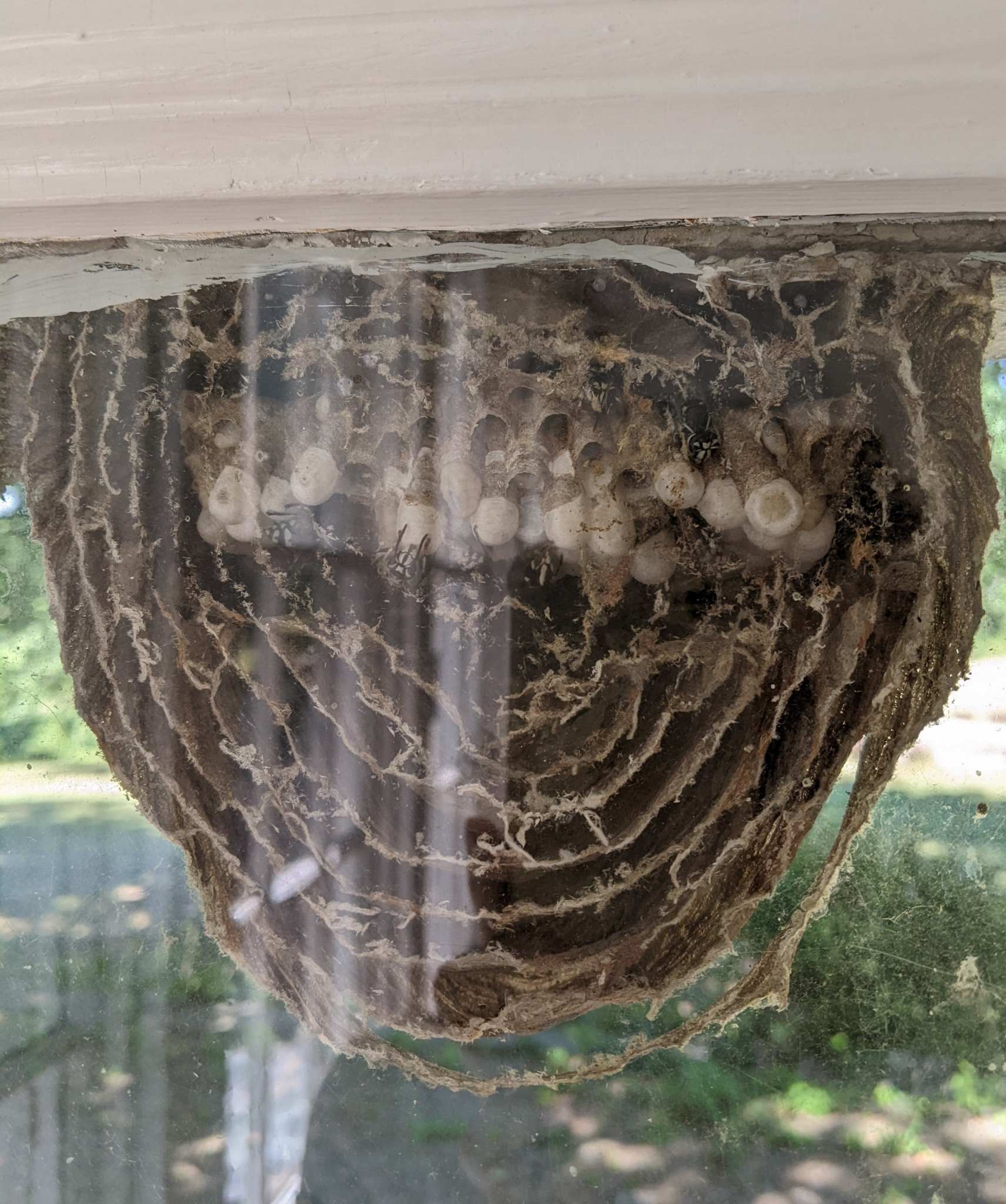Vespula