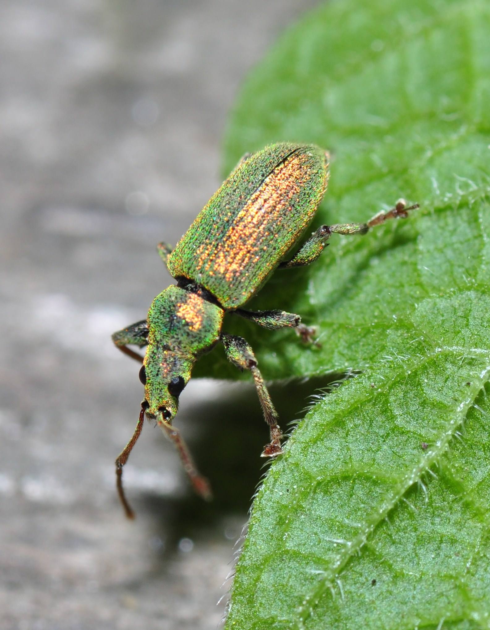 Phyllobius argentatus