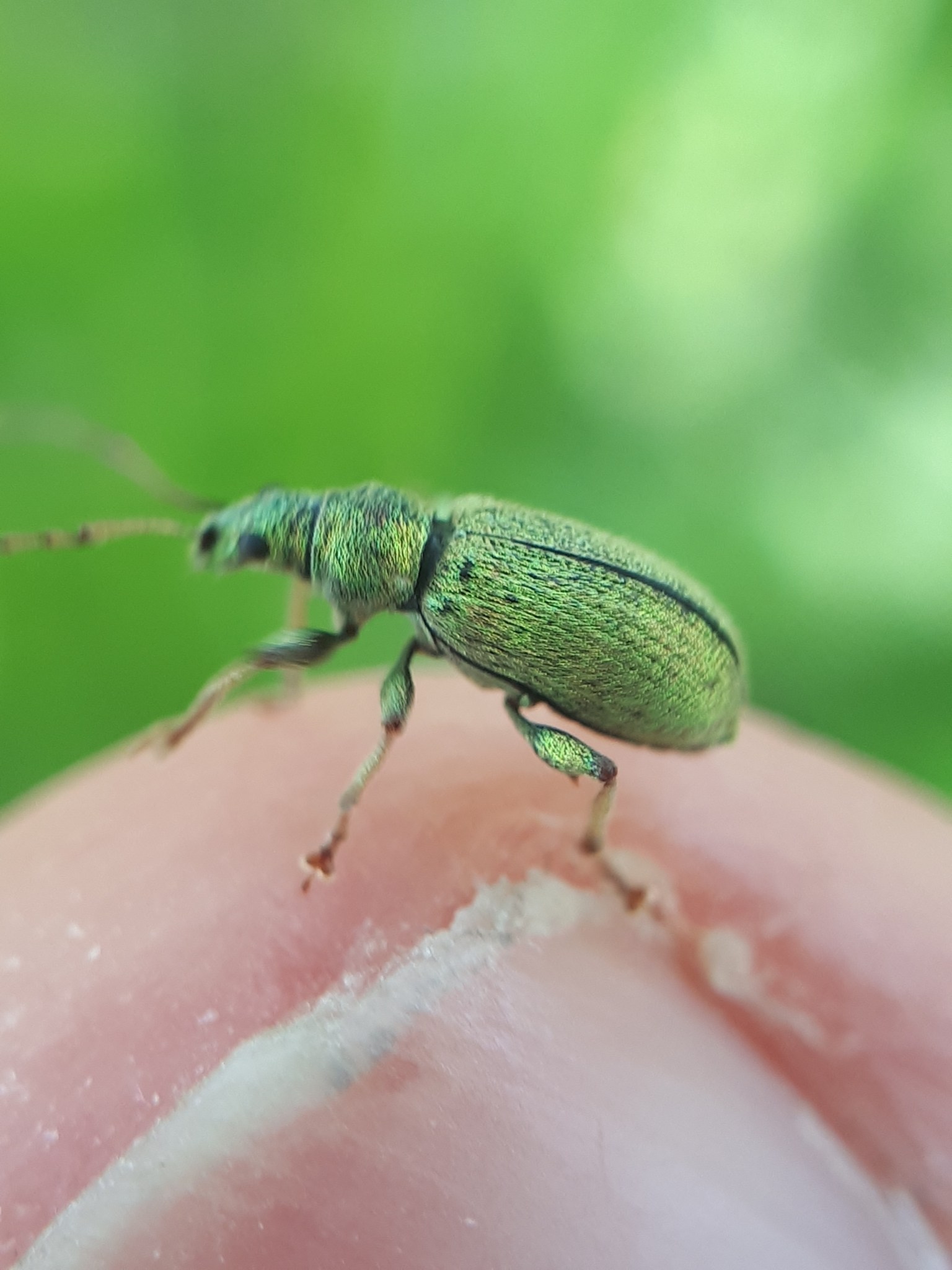 Phyllobius argentatus