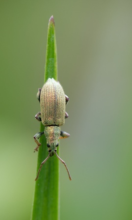 Phyllobius argentatus