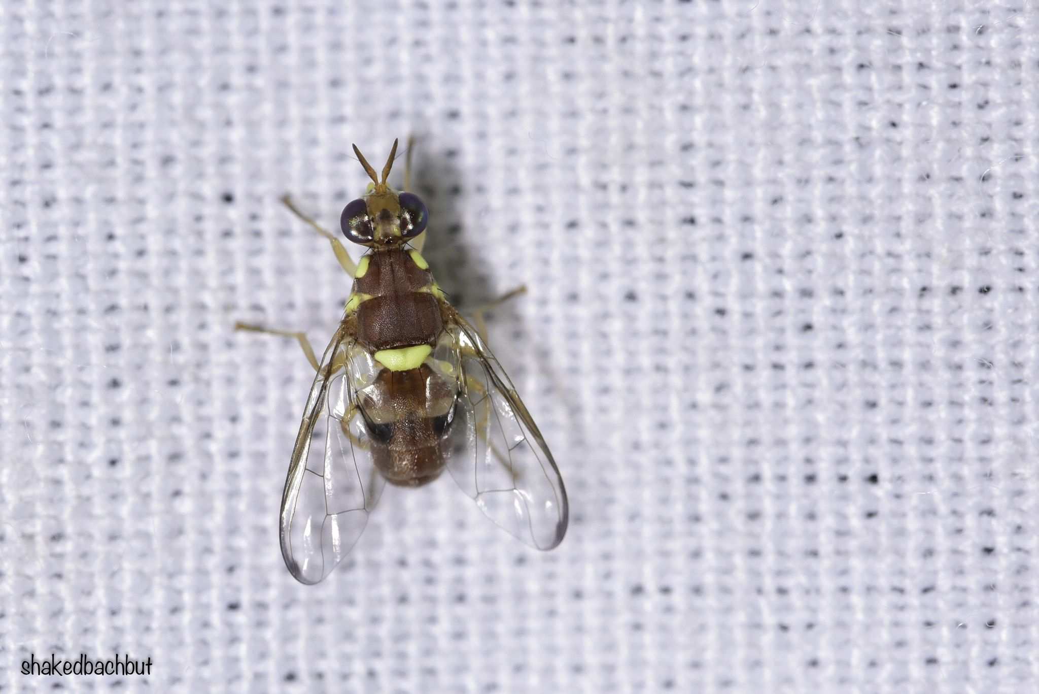 Dacus ciliatus