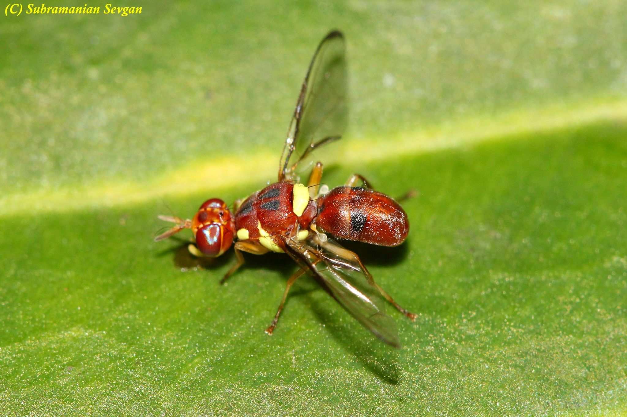 Dacus ciliatus