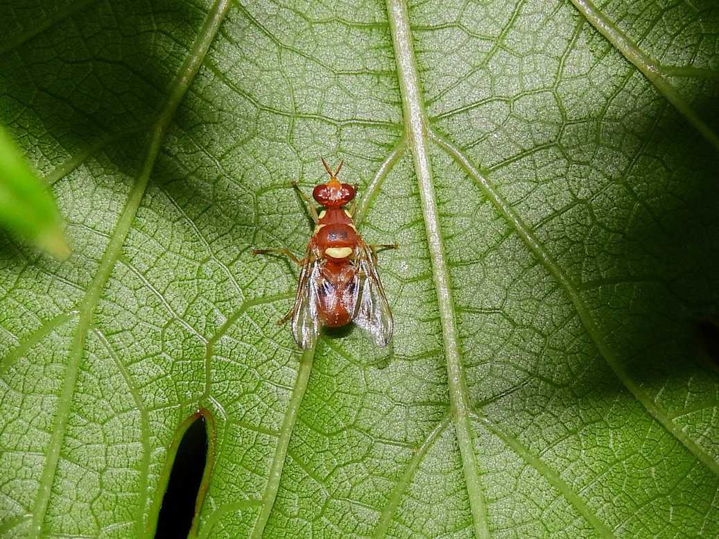 Dacus ciliatus