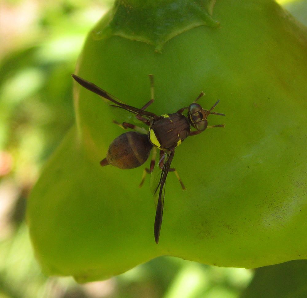 Dacus ciliatus