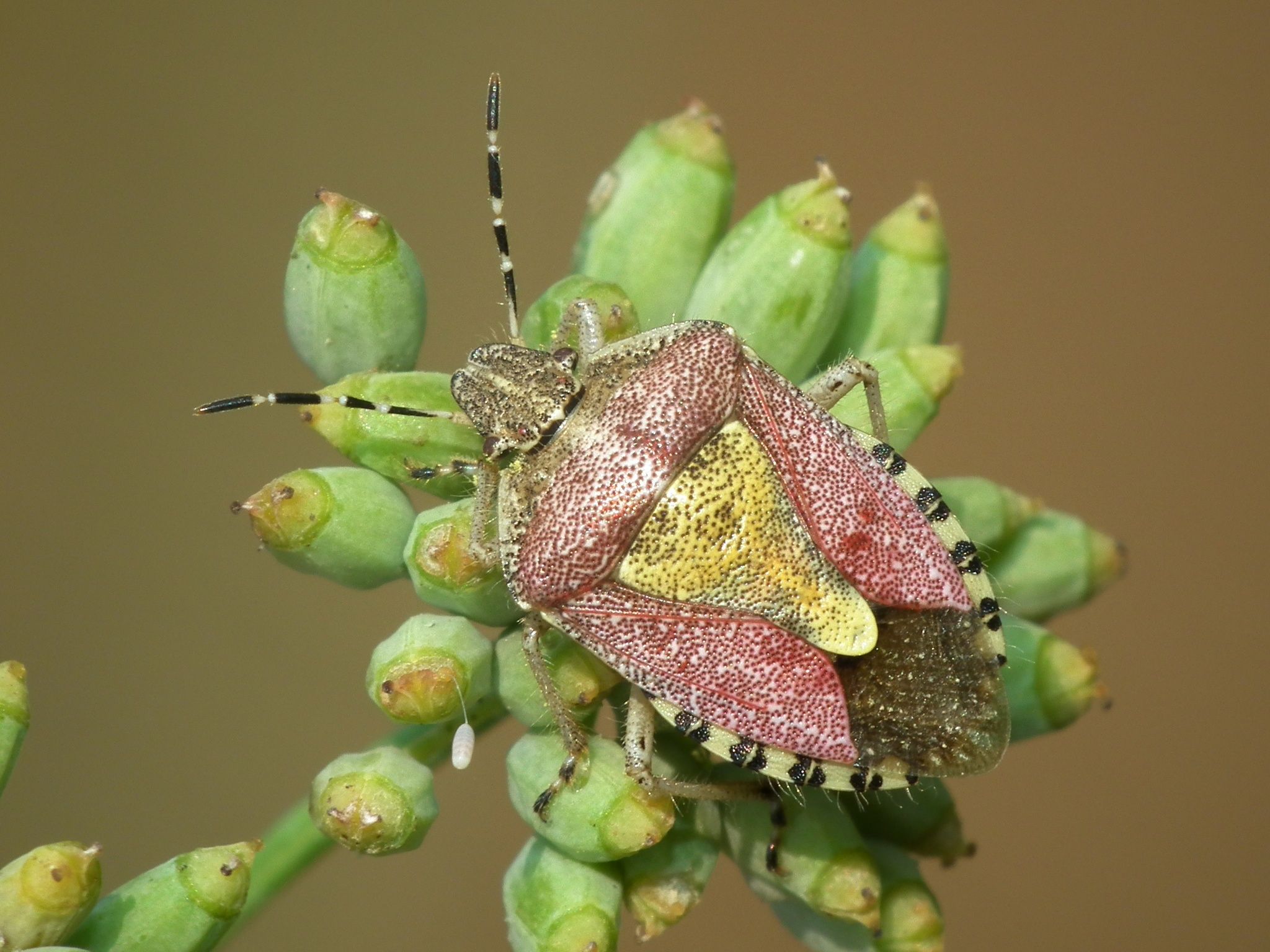 Dolycoris