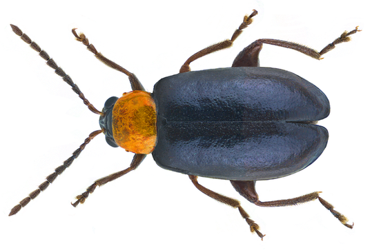Luperomorpha xanthodera