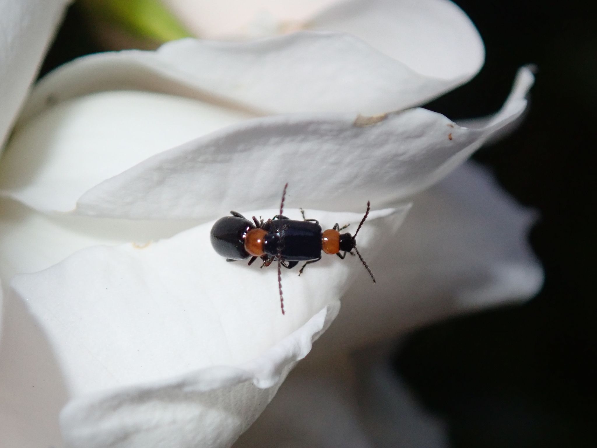 Luperomorpha xanthodera