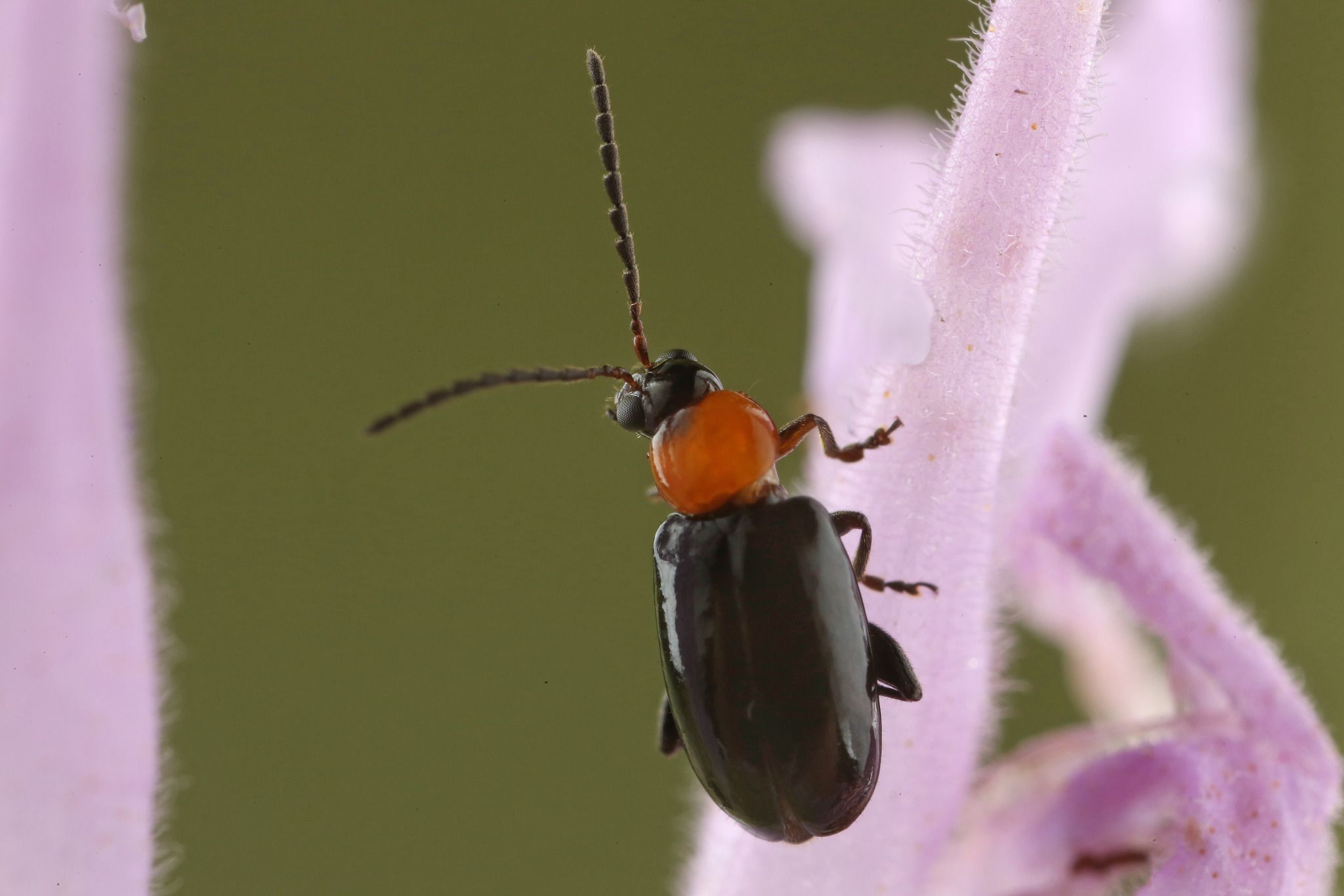 Luperomorpha xanthodera