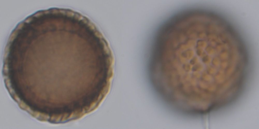 Tilletia barclayana