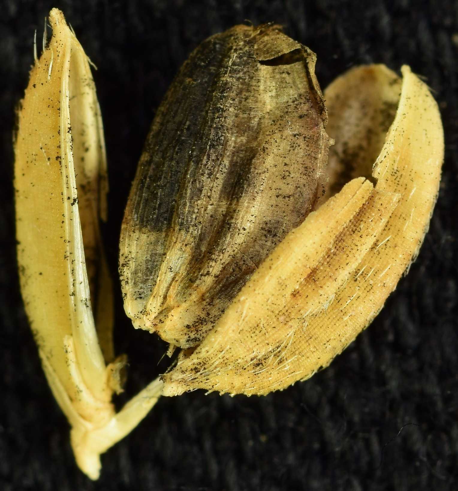 Tilletia barclayana