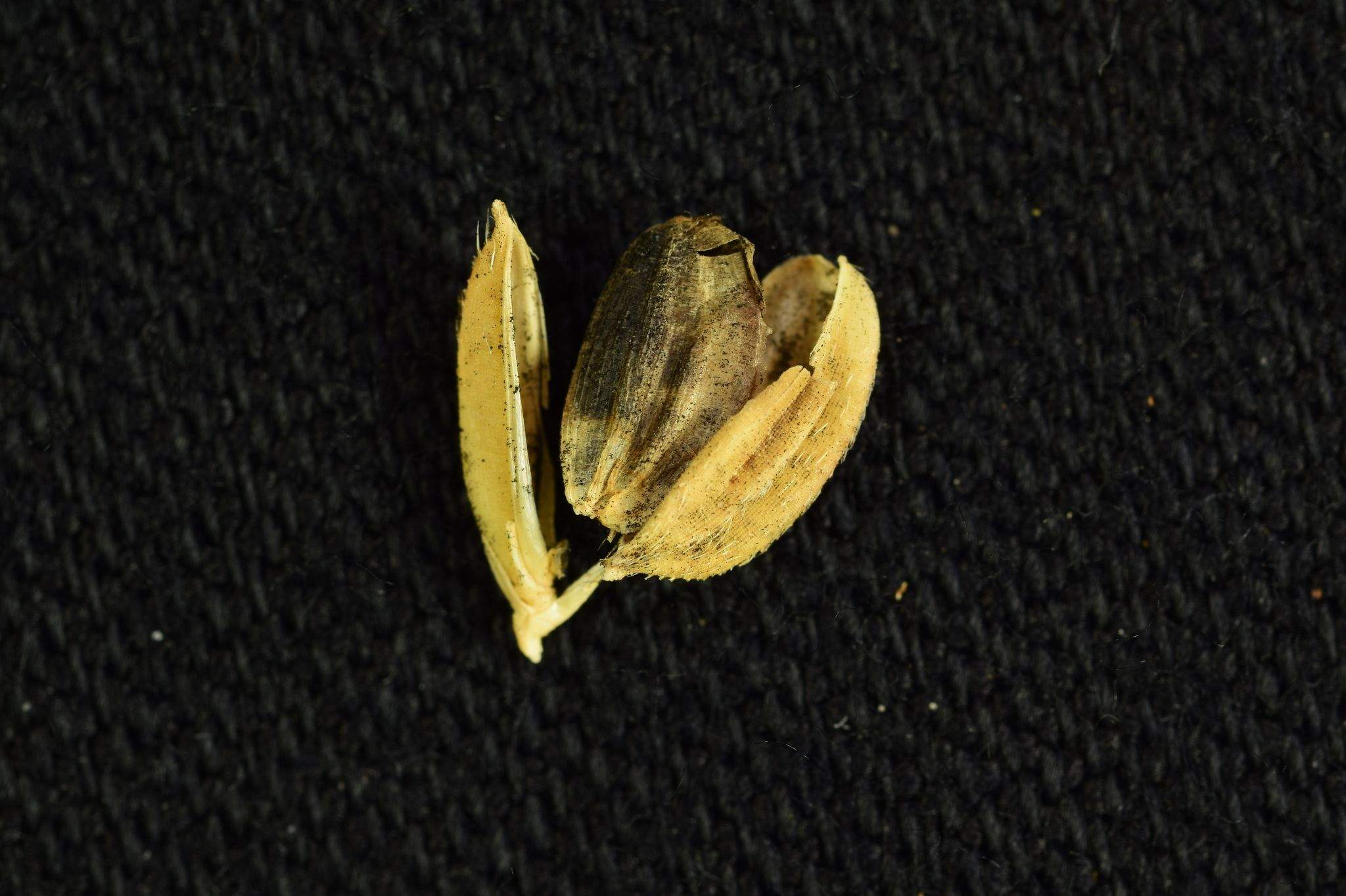 Tilletia barclayana