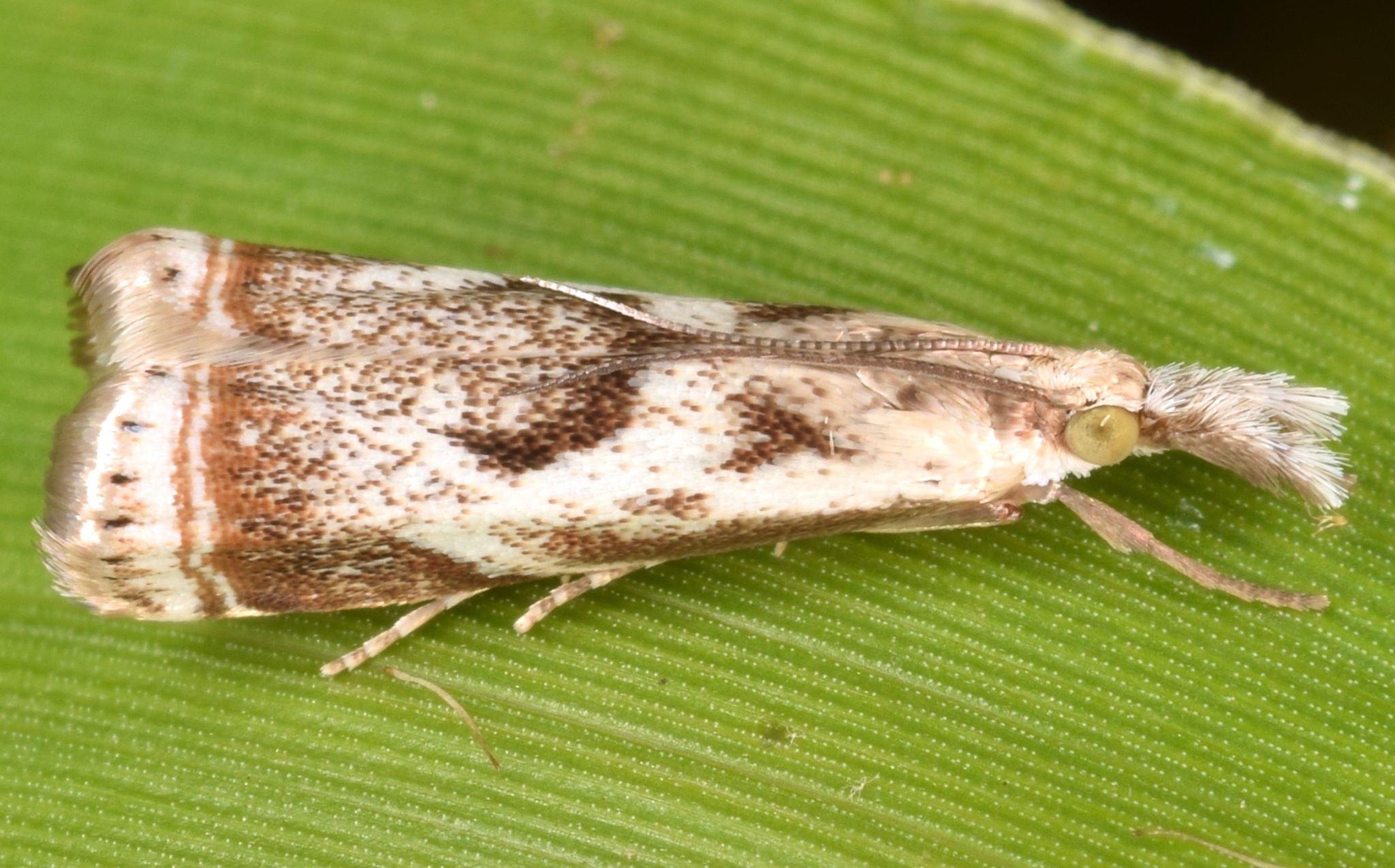 Microcrambus