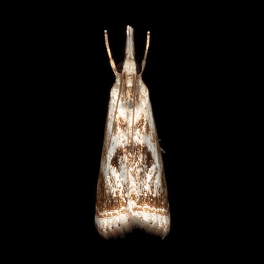 Microcrambus
