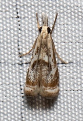 Microcrambus