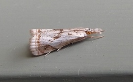 Microcrambus