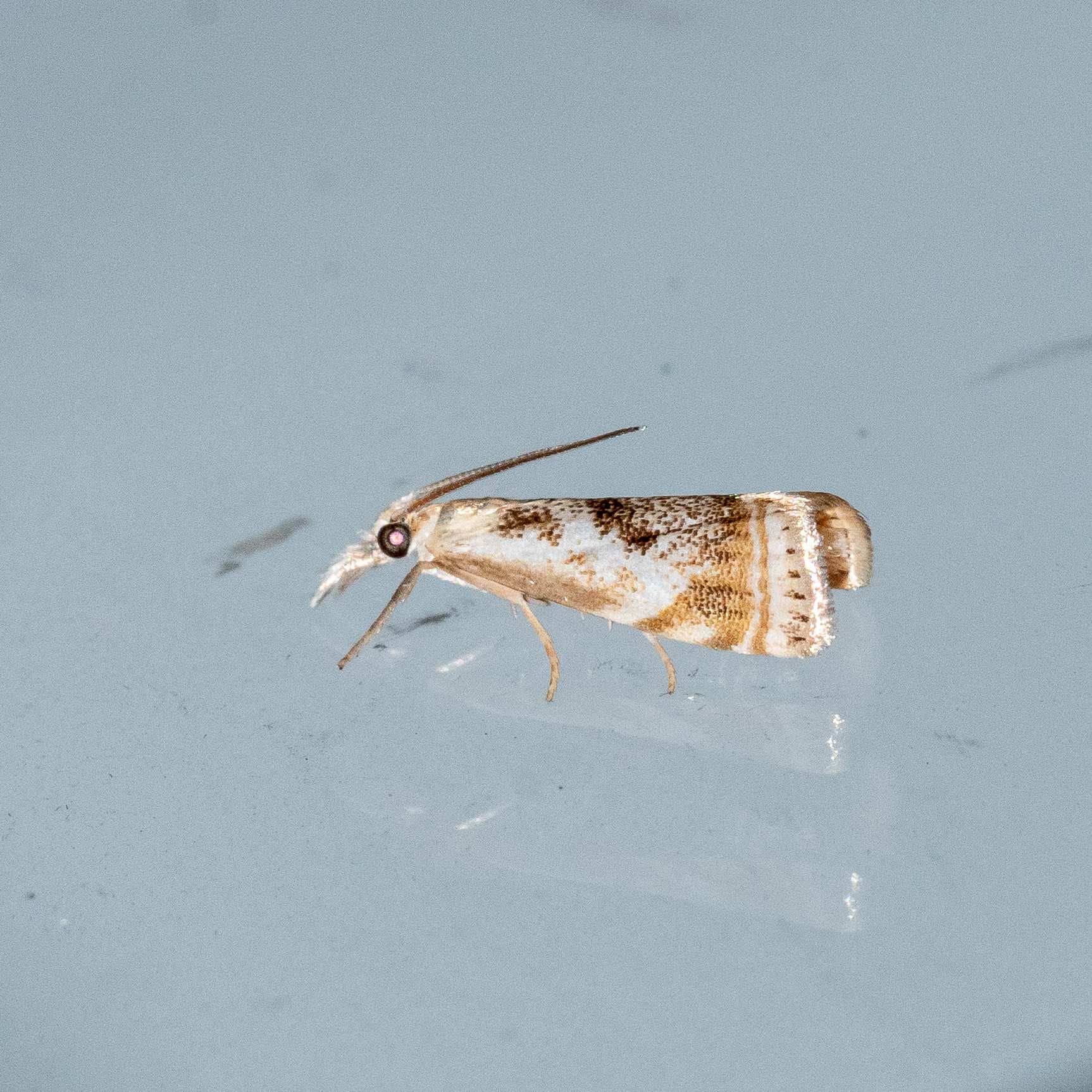 Microcrambus