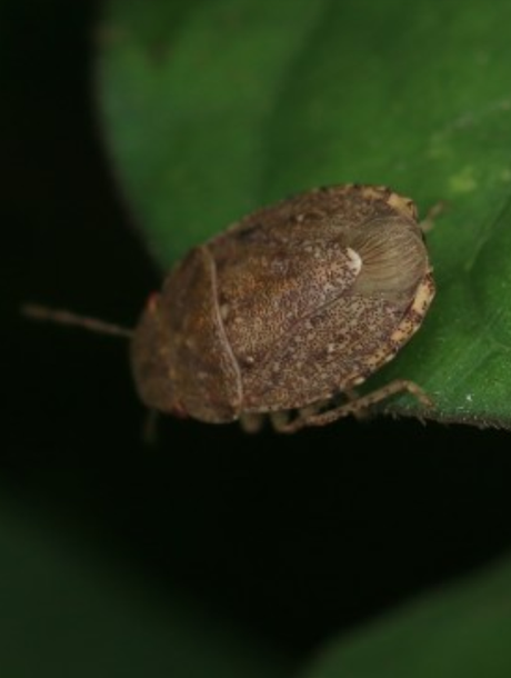 Discocephalessa