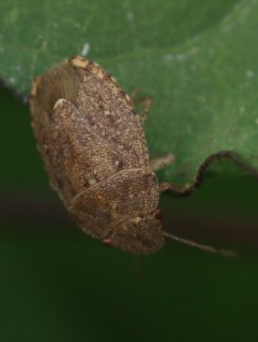 Discocephalessa