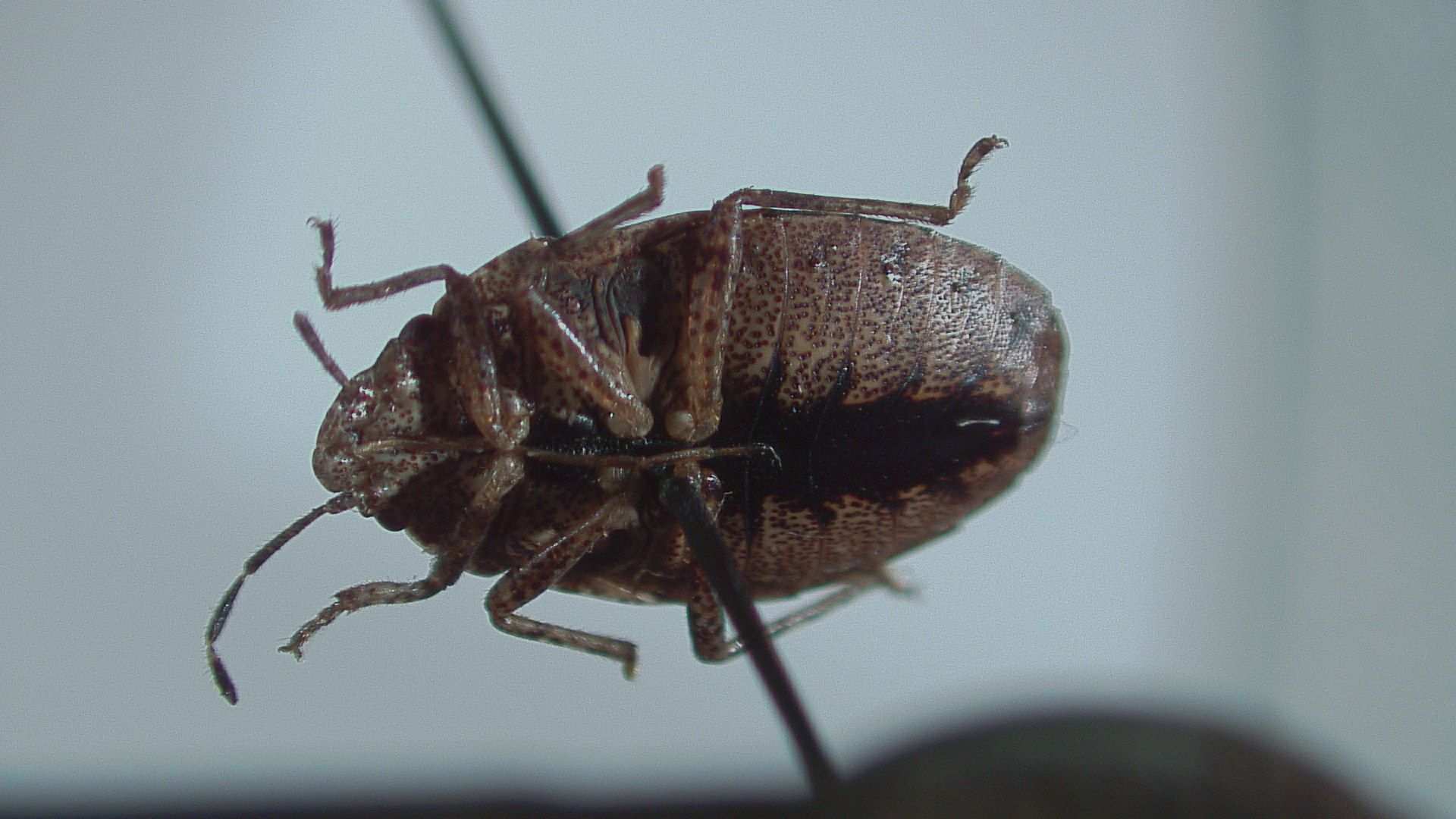 Discocephalessa