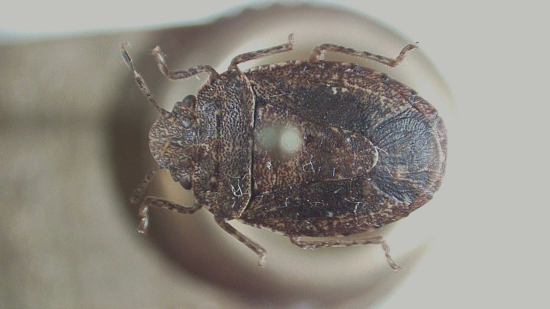 Discocephalessa