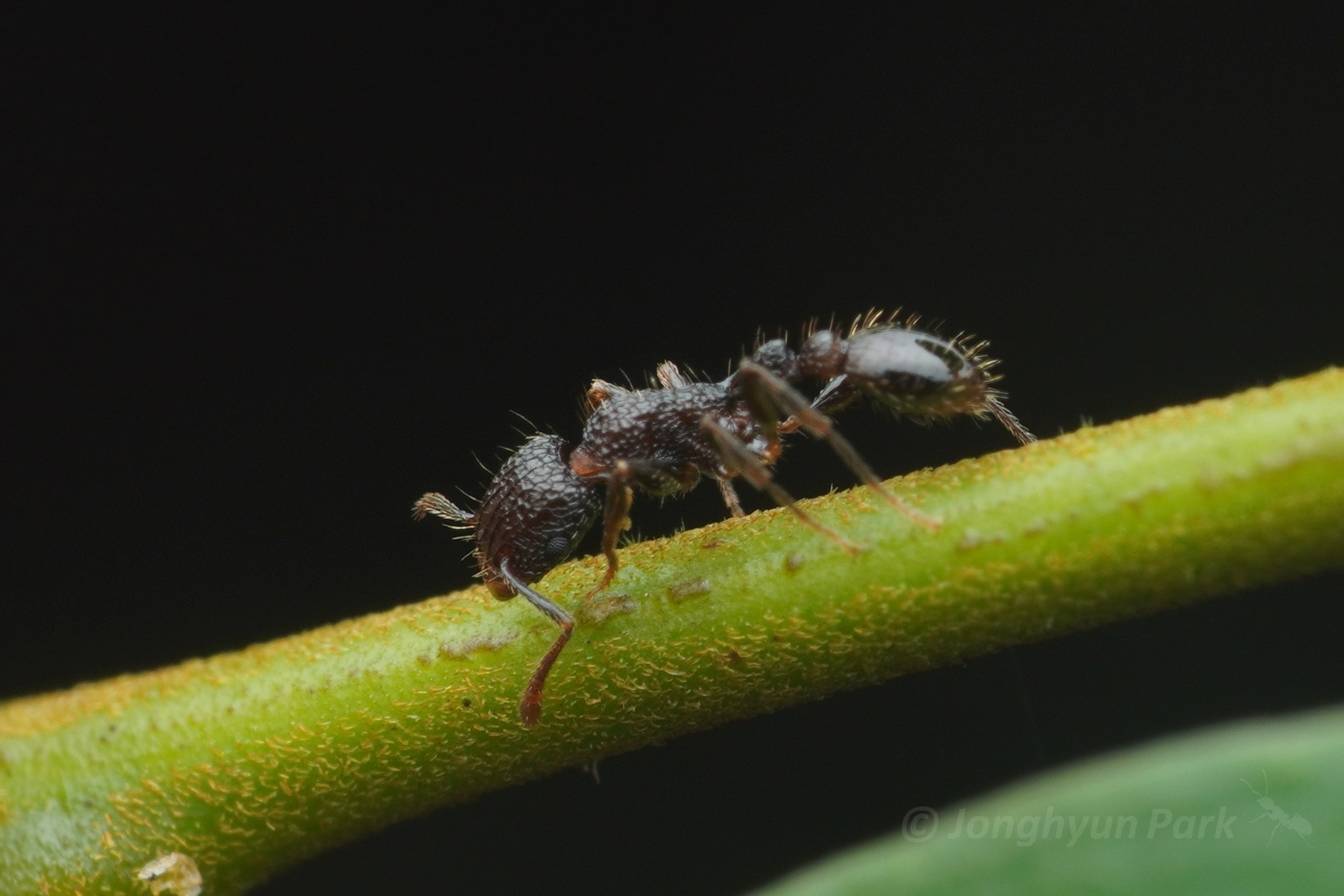 Tetramorium pacificum