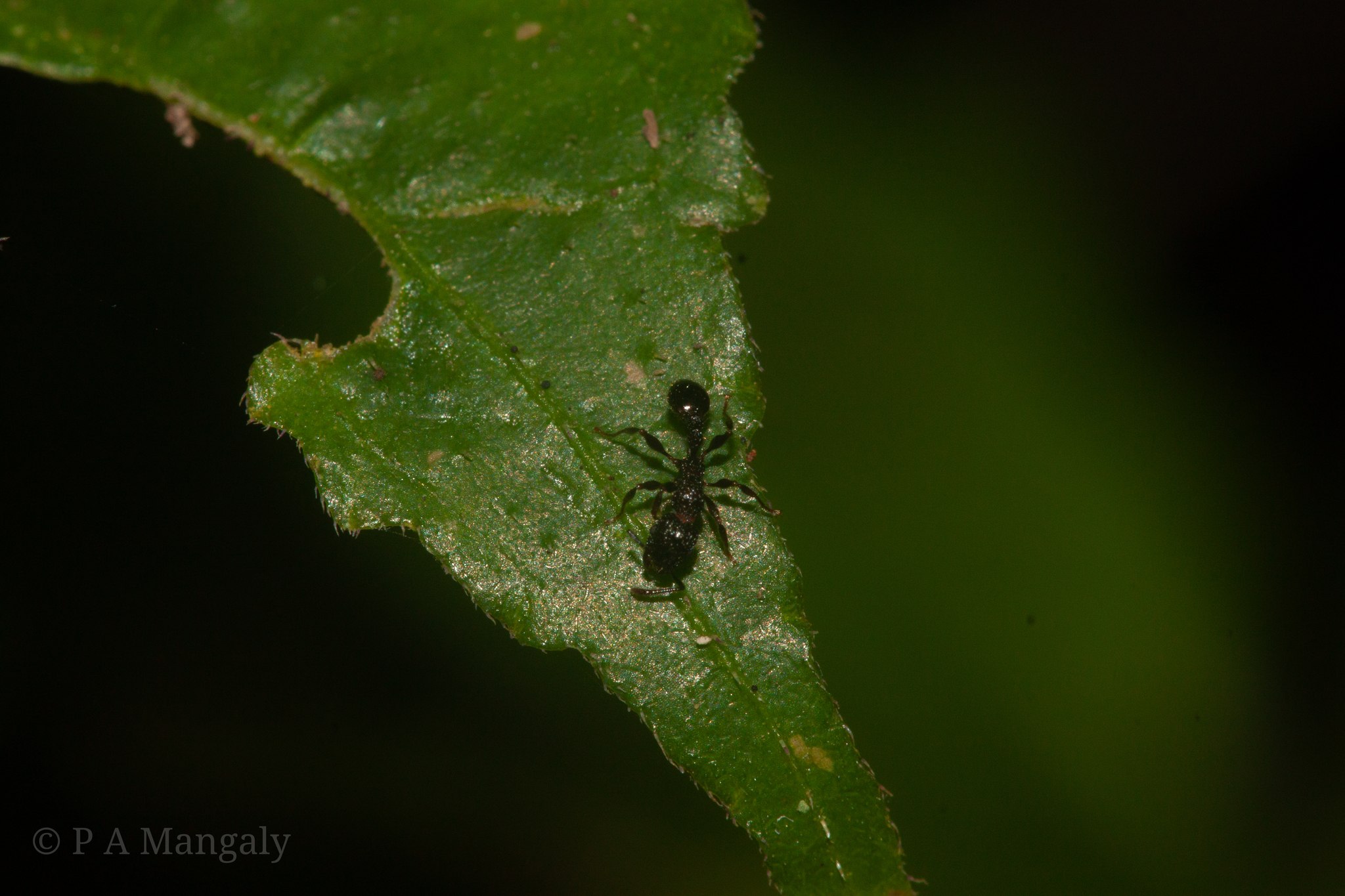 Tetramorium pacificum