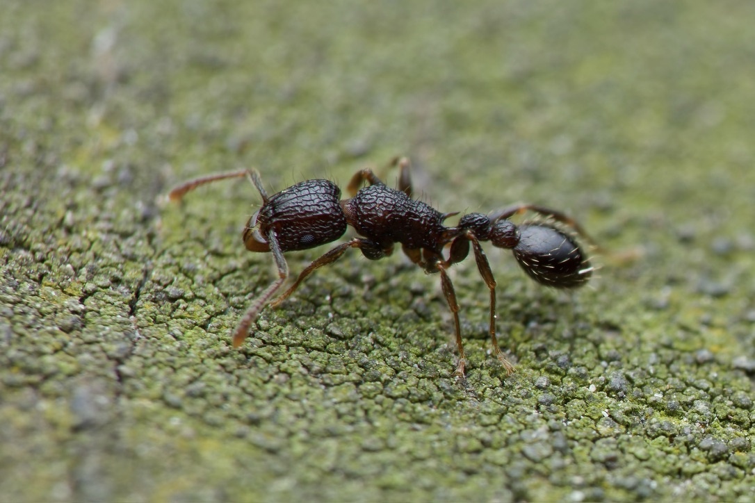 Tetramorium pacificum