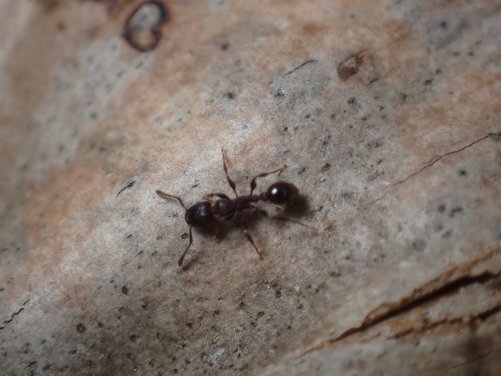 Tetramorium pacificum