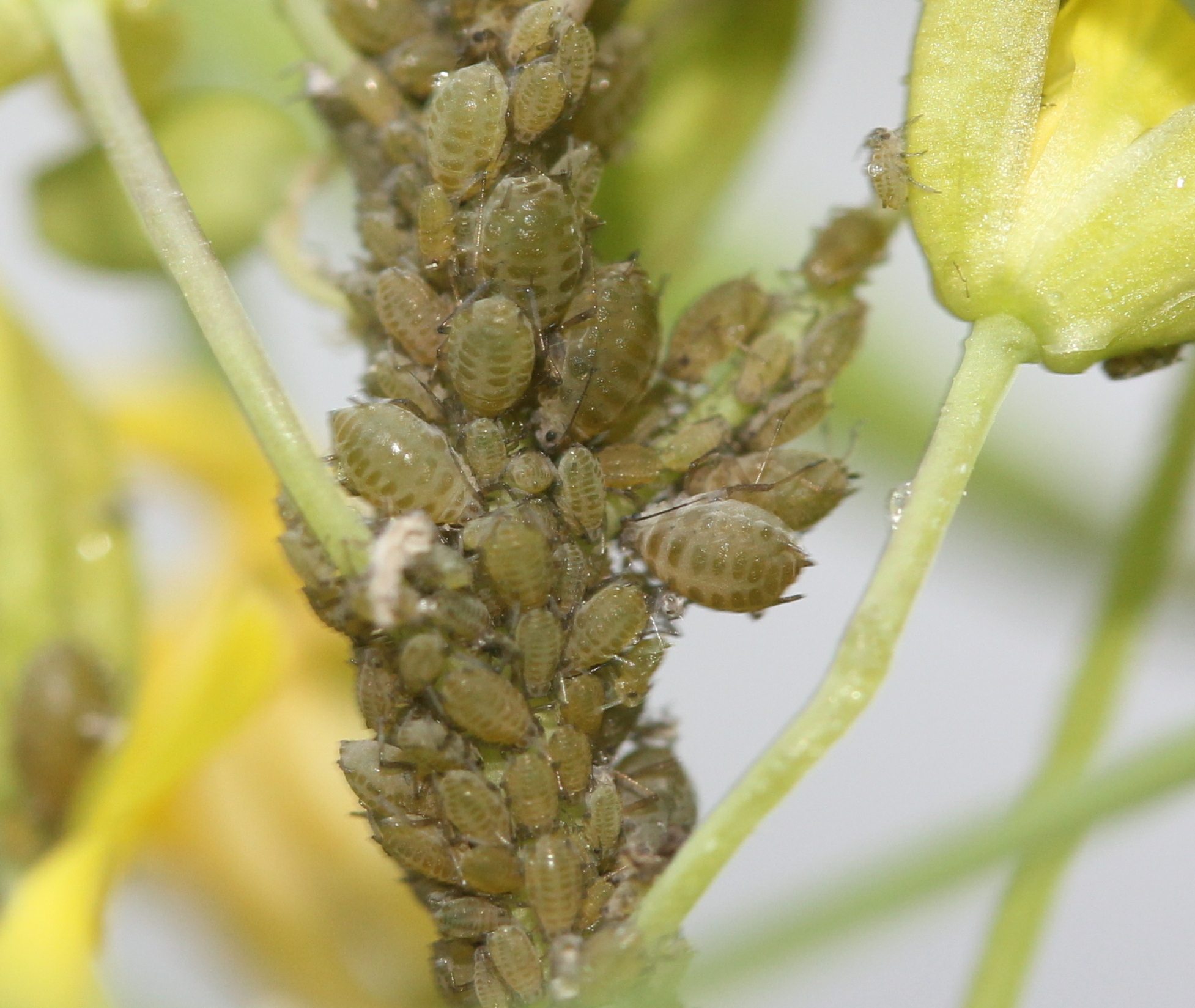 Lipaphis erysimi