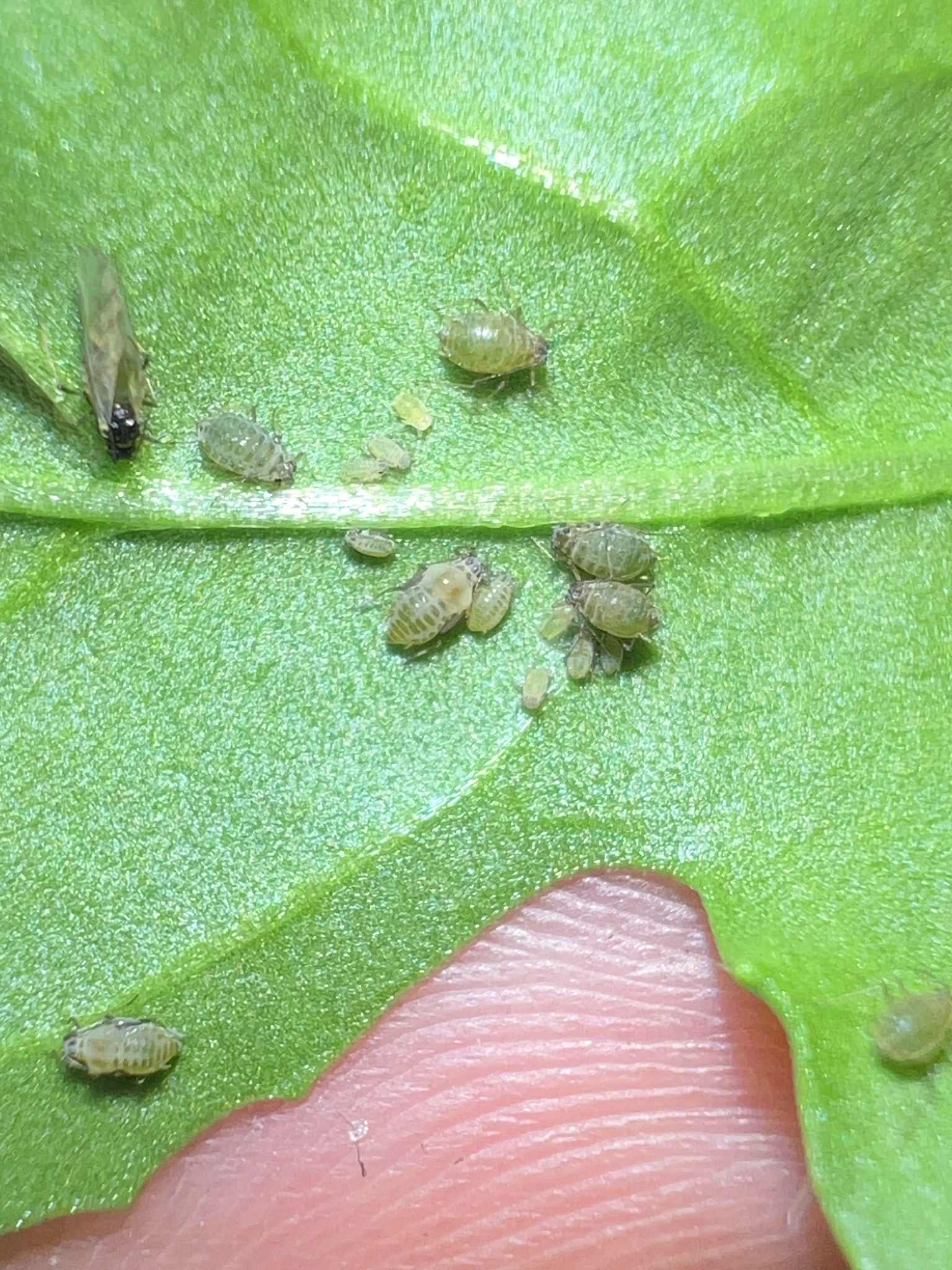 Lipaphis erysimi