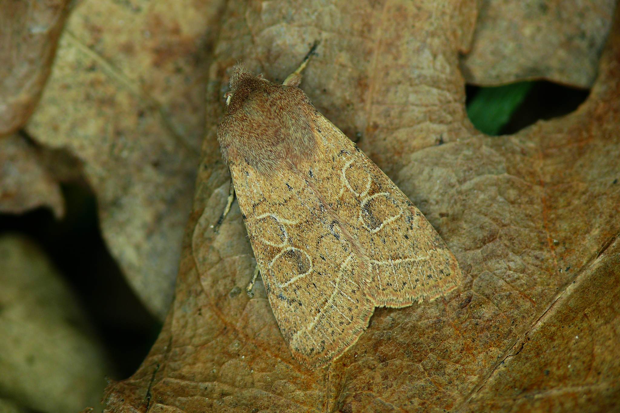 Orthosia cerasi