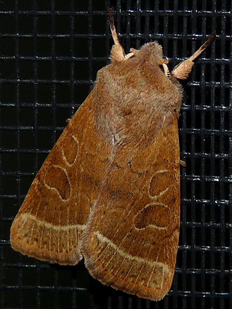 Orthosia cerasi