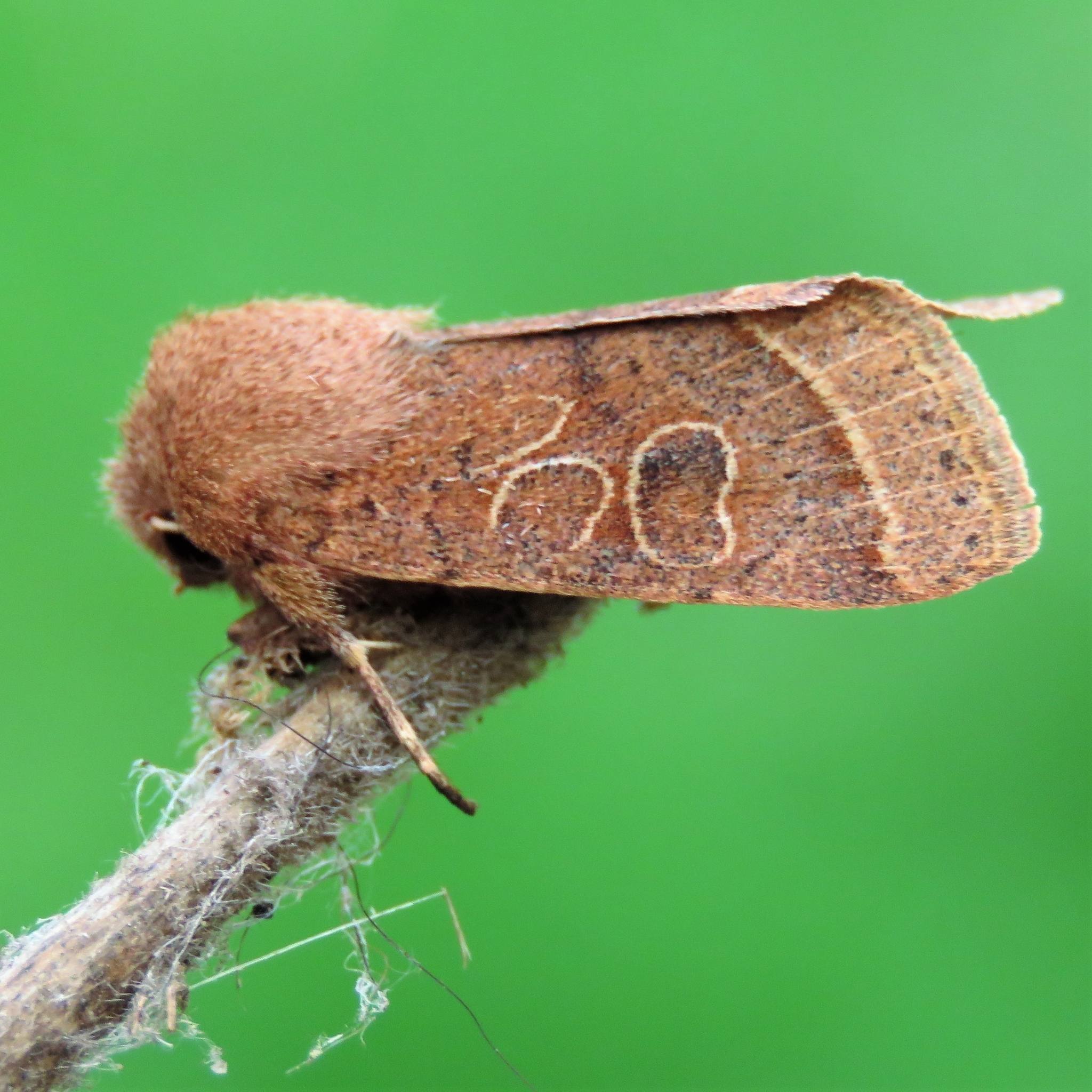 Orthosia cerasi