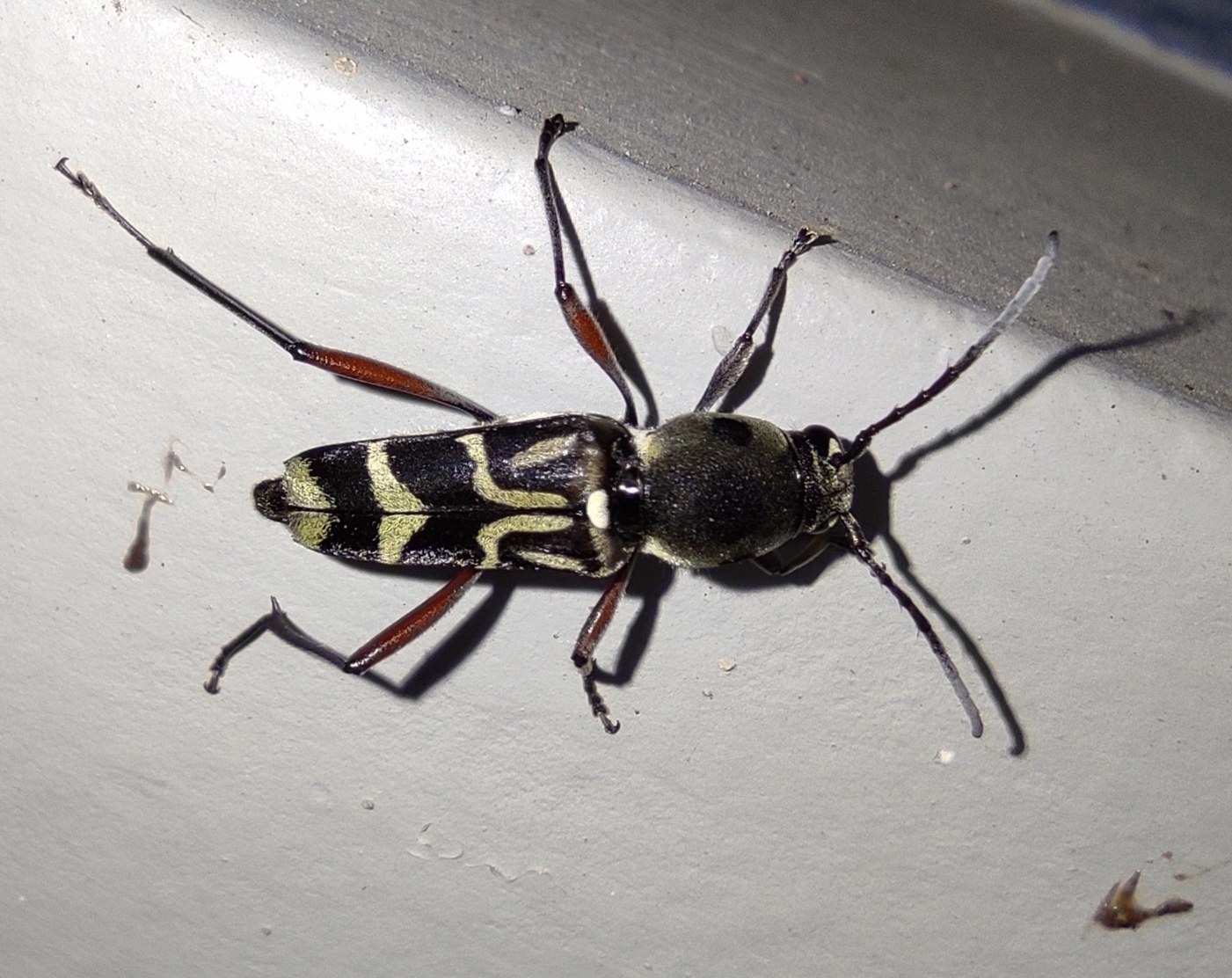 Xylotrechus quadripes