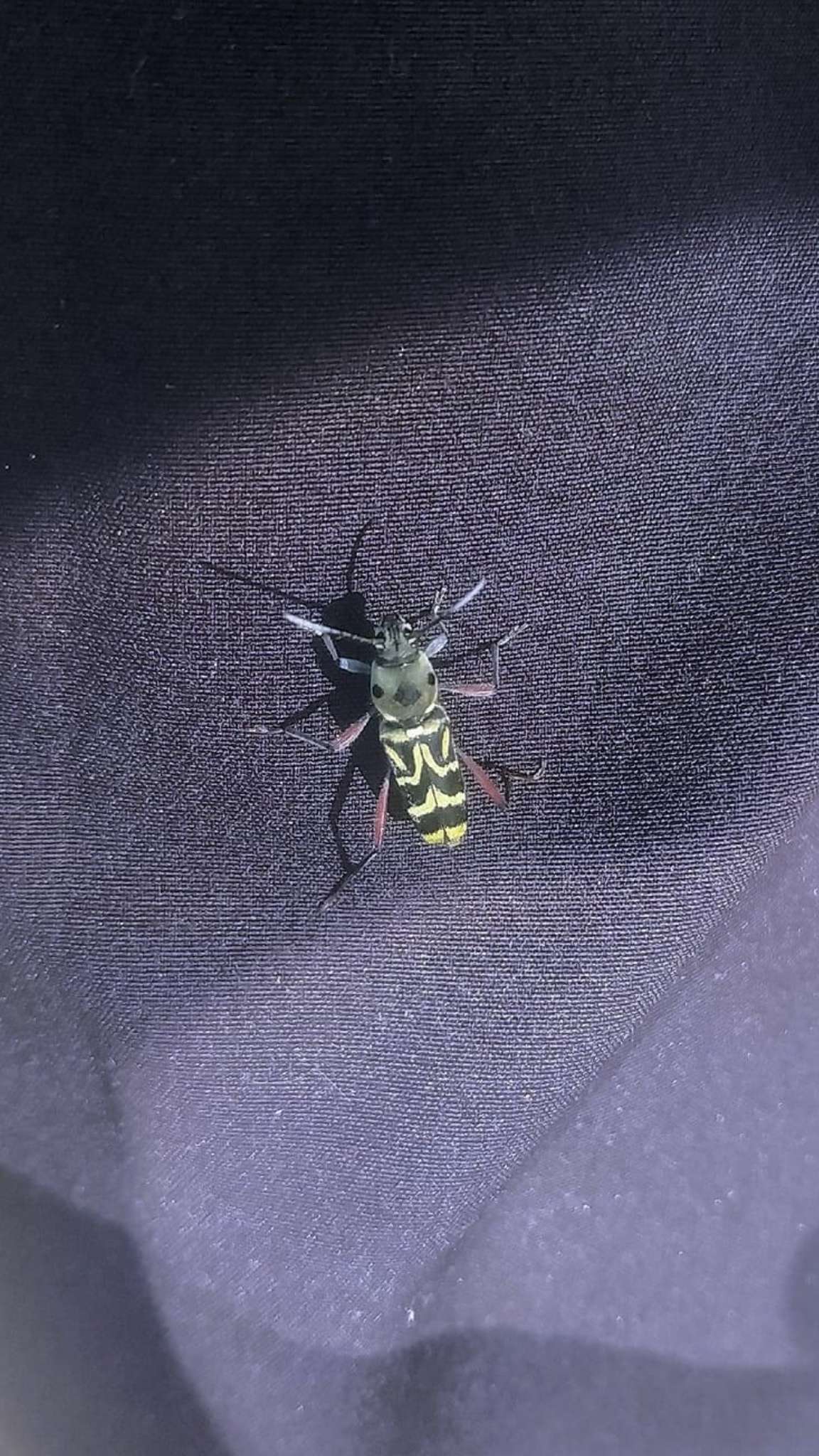 Xylotrechus quadripes