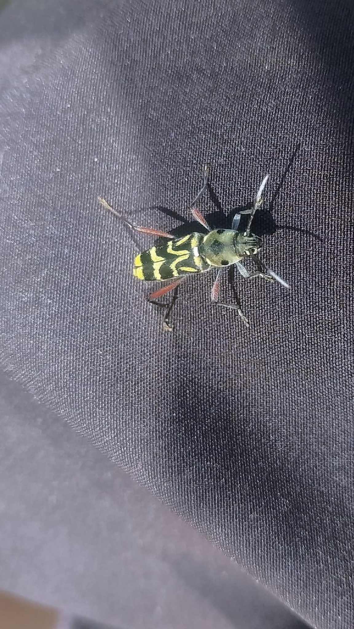 Xylotrechus quadripes