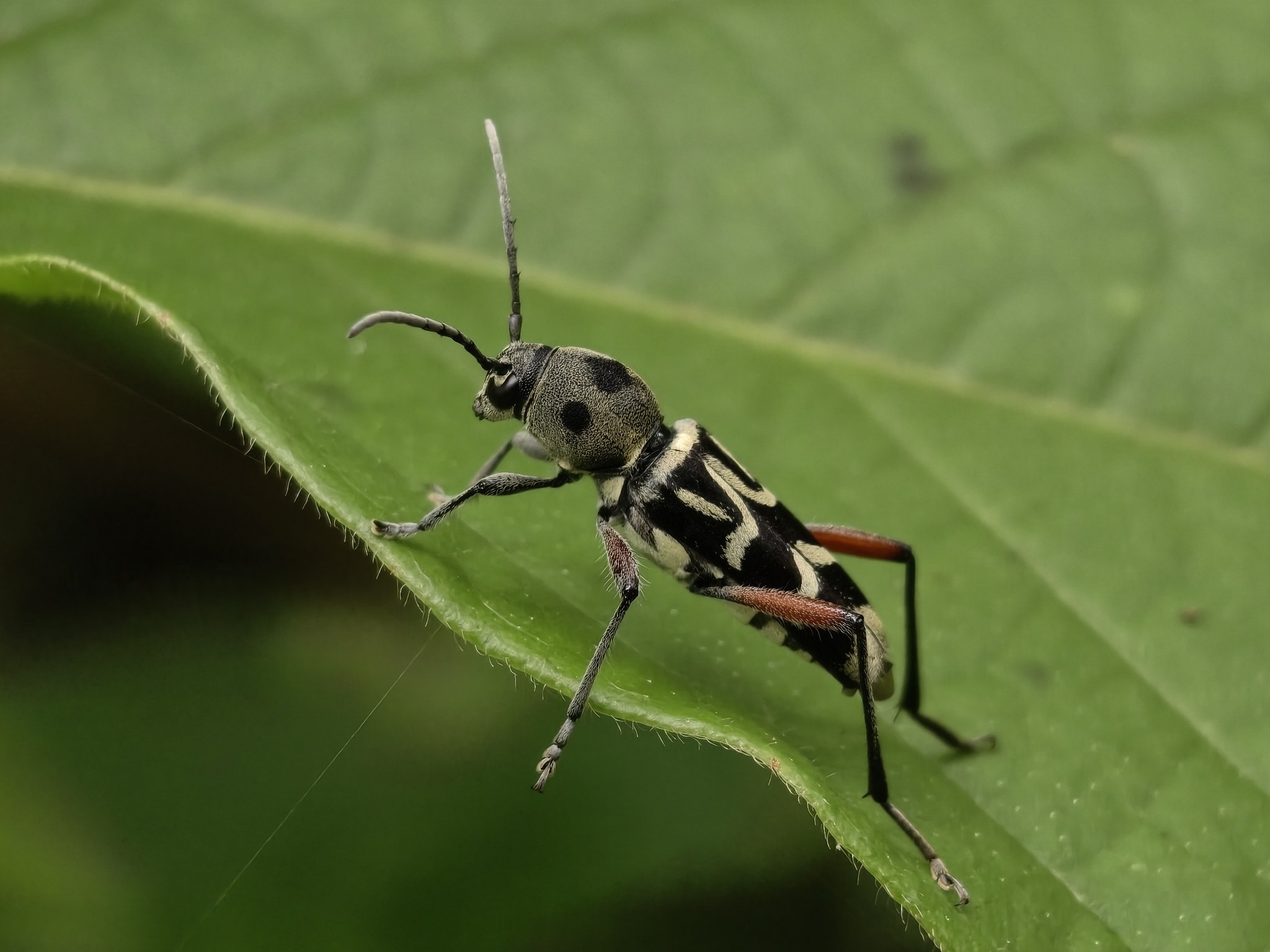 Xylotrechus quadripes