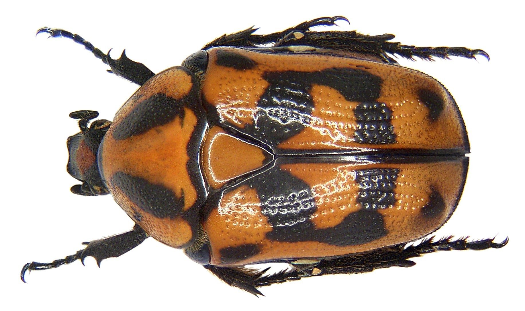 Pachnoda interrupta