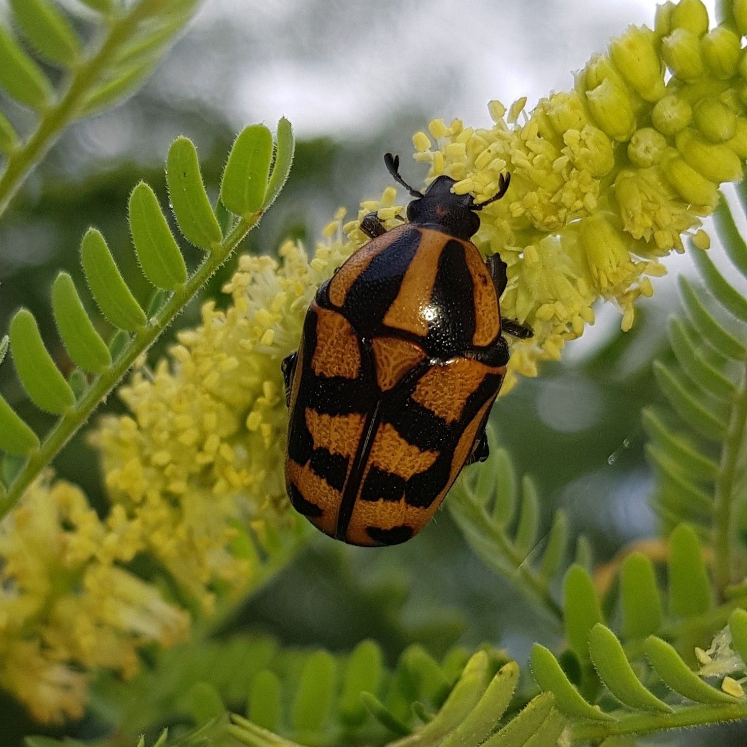 Pachnoda interrupta