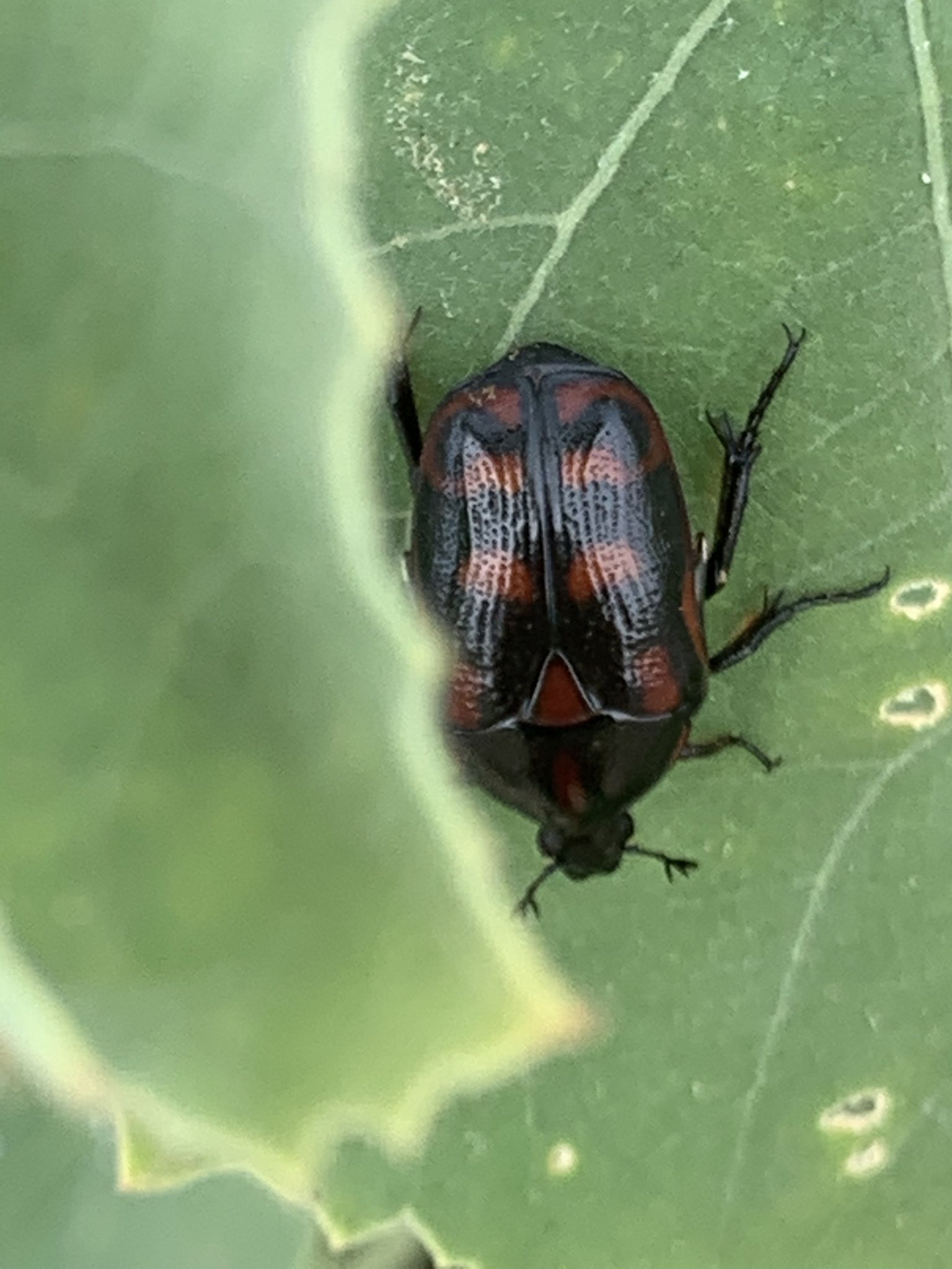 Pachnoda interrupta