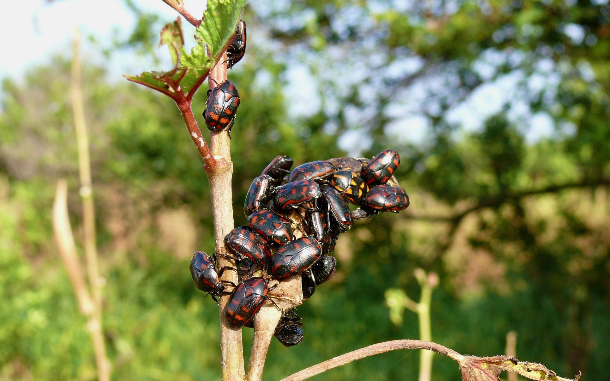 Pachnoda interrupta