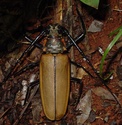 Enoplocerus armillatus