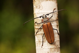 Enoplocerus armillatus