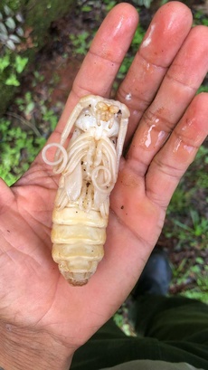 Enoplocerus armillatus