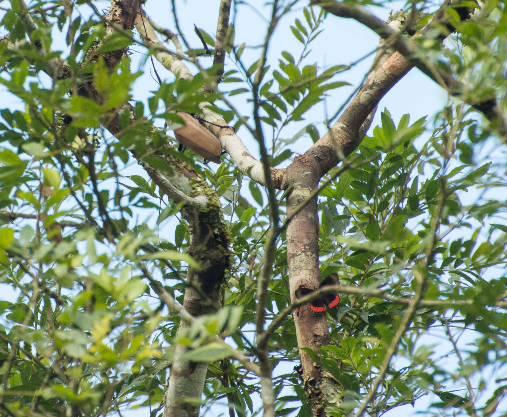 Enoplocerus armillatus
