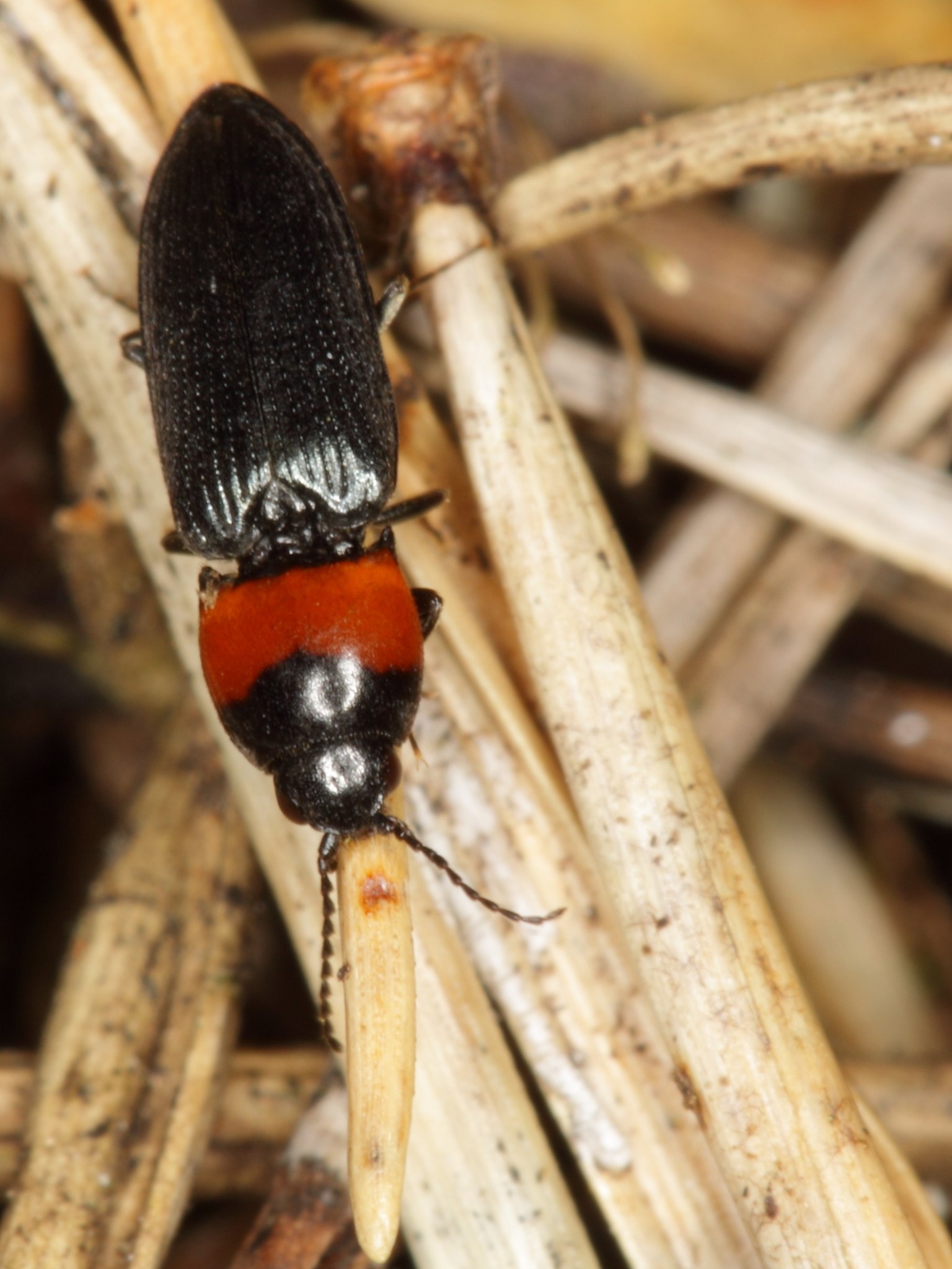 Cardiophorus