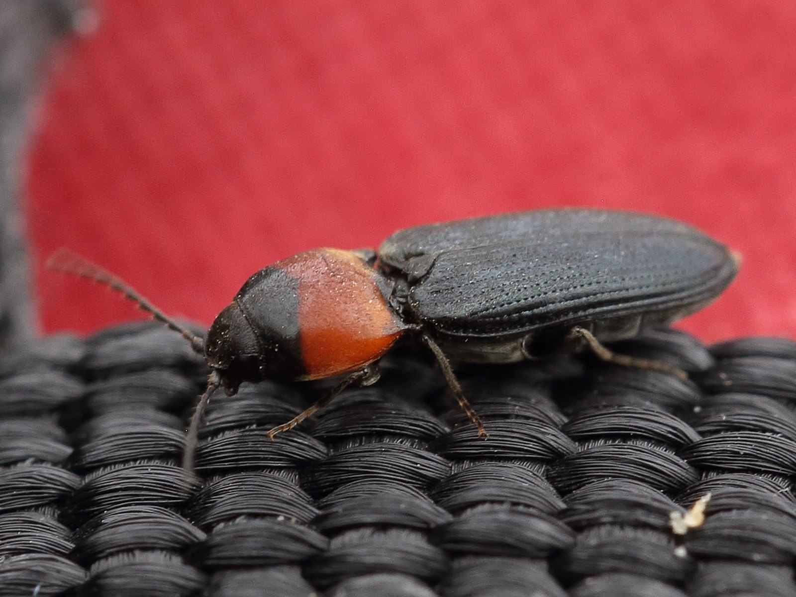 Cardiophorus
