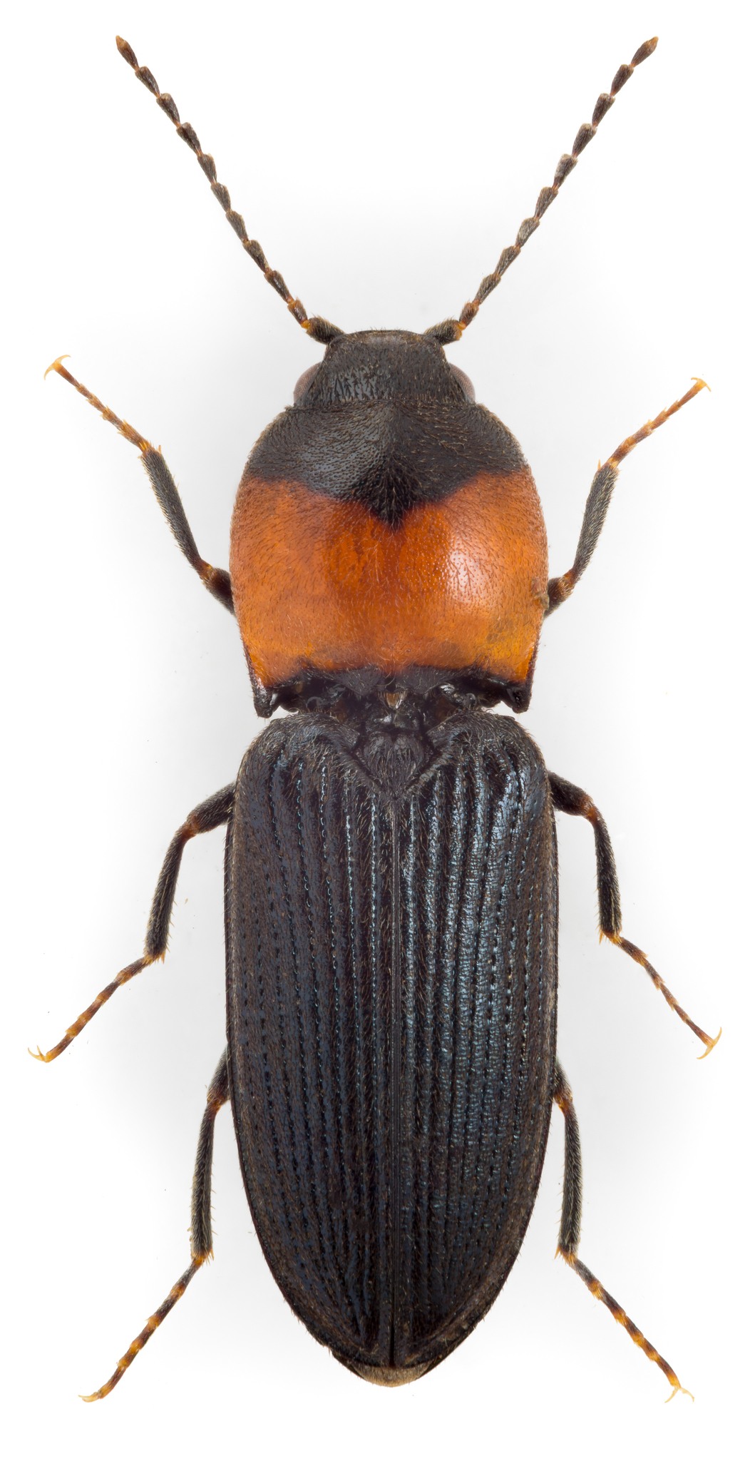Cardiophorus