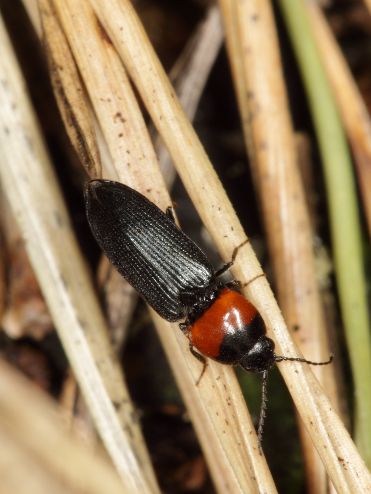 Cardiophorus