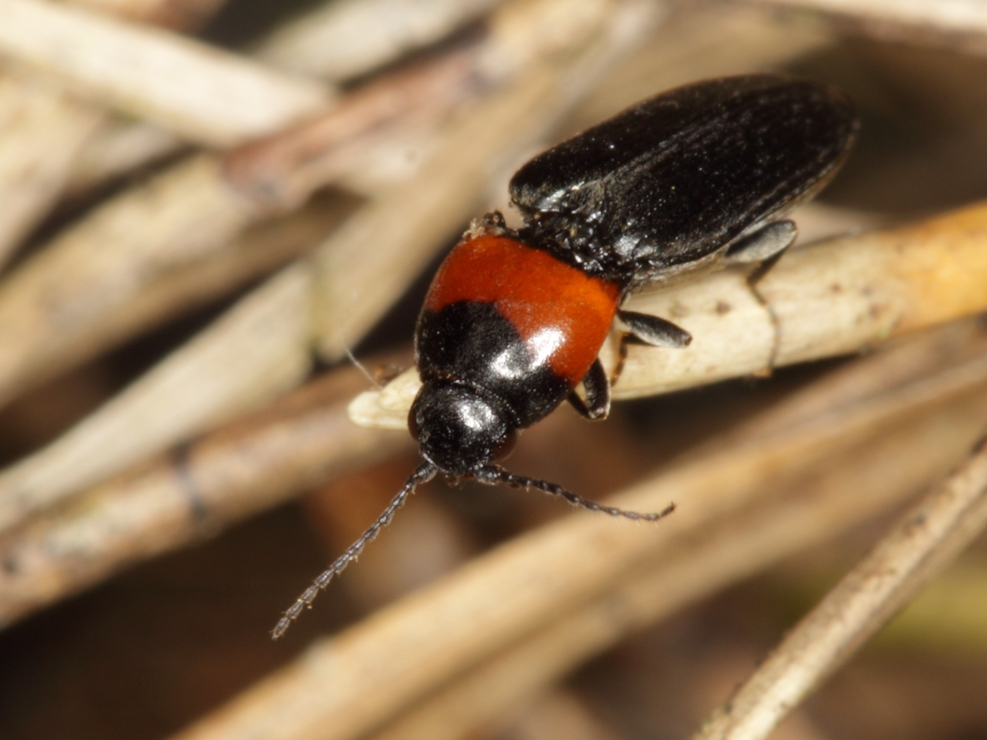 Cardiophorus